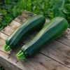 Sommersquash frø, Black Beauty