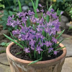 Stor snepryd 'Chionodoxa Luciliae'