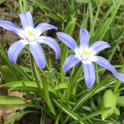 Stor snepryd 'Chionodoxa Luciliae'