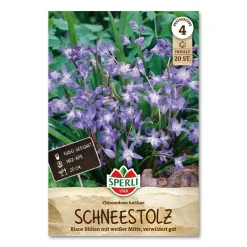 Stor snepryd 'Chionodoxa Luciliae'