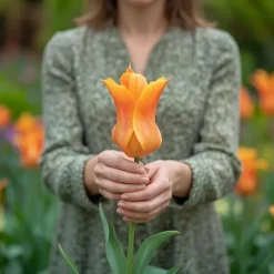 Tulipan 'Ballerina'