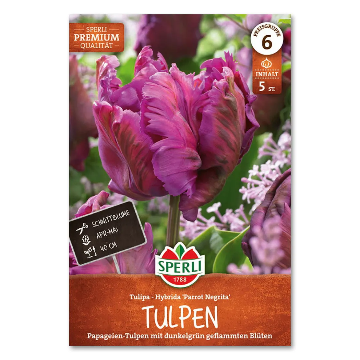 Tulipan 'Parrot Negrita'