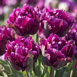 Tulipan 'Parrot Negrita'