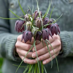 Vibeæg 'Fritillaria Meleagris'