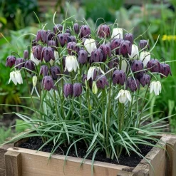 Vibeæg 'Fritillaria Meleagris'